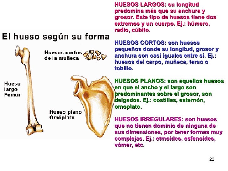 Huesos