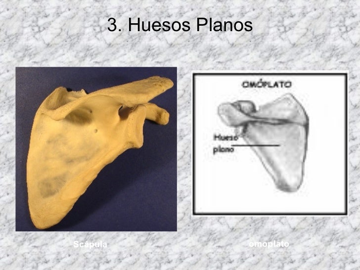 Huesos Generalidades
