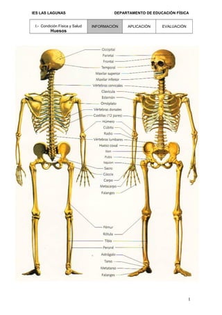 IES LAS LAGUNAS DEPARTAMENTO DE EDUCACIÓN FÍSICA
I.- Condición Física y Salud INFORMACIÓN APLICACIÓN EVALUACIÓN
Huesos
1