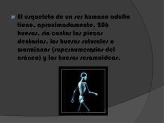  El esqueleto de un ser humano adulto
tiene, aproximadamente, 206
huesos, sin contar las piezas
dentarias, los huesos suturales o
wormianos (supernumerarios del
cráneo) y los huesos sesamoideos.
 