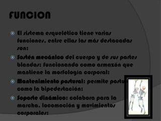 FUNCION
 El sistema esquelético tiene varias
funciones, entre ellas las más destacadas
son:
 Sostén mecánico del cuerpo y de sus partes
blandas: funcionando como armazón que
mantiene la morfología corporal;
 Mantenimiento postural: permite posturas
como la bipedestación;
 Soporte dinámico: colabora para la
marcha, locomoción y movimientos
corporales:
 