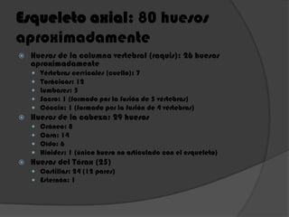 Esqueleto axial: 80 huesos
aproximadamente
 Huesos de la columna vertebral (raquis): 26 huesos
aproximadamente
 Vértebras cervicales (cuello): 7
 Torácicos: 12
 Lumbares: 5
 Sacro: 1 (formado por la fusión de 5 vértebras)
 Cóccix: 1 (formado por la fusión de 4 vértebras)
 Huesos de la cabeza: 29 huesos
 Cráneo: 8
 Cara: 14
 Oído: 6
 Hioides: 1 (único hueso no articulado con el esqueleto)
 Huesos del Tórax (25)
 Costillas: 24 (12 pares)
 Esternón: 1
 