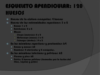 ESQUELETO APENDICULAR: 120
HUESOS
 Huesos de la cintura escapular: 4 huesos
 Huesos de las extremidades superiores: 3 x 2
 Brazo: 1 x 2
 Antebrazo: 2 x 2
 Mano:
○ Carpo (muñeca): 8 x 2
○ Metacarpo (mano): 5 x 2
○ Falanges (dedos): 14 x 2
 En los miembros superiores y pectorales: 64
 Brazos y manos: 60
 Hombros: 2 clavículas y 2 escápulas.
 En los miembros inferiores y pélvicos: 62
 Piernas y pies: 60
 Pelvis: 2 huesos pélvicos (formados por la fusión del
ilion, isquion y pubis)
 