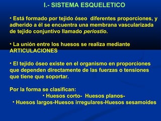 I.- SISTEMA ESQUELETICO
• Está formado por tejido óseo diferentes proporciones, y
adherido a él se encuentra una membrana vascularizada
de tejido conjuntivo llamado periostio.
• La unión entre los huesos se realiza mediante
ARTICULACIONES
• El tejido óseo existe en el organismo en proporciones
que dependen directamente de las fuerzas o tensiones
que tiene que soportar.
Por la forma se clasifican:
• Huesos corto- Huesos planos-
• Huesos largos-Huesos irregulares-Huesos sesamoides
 