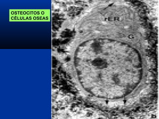OSTEOCITOS O
CÉLULAS OSEAS
 