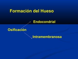 Formación del Hueso
Osificación
Endocondrial
Intramembranosa
 