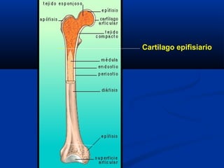 Cartilago epifisiario
 