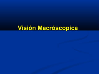 Visión MacróscopicaVisión Macróscopica
 