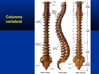 Columna
vertebral
 