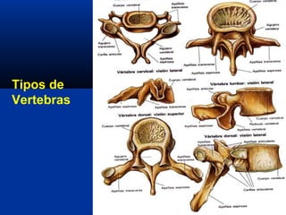 Tipos de
Vertebras
 