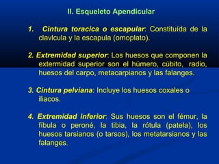 II. Esqueleto Apendicular
1. Cintura toracica o escapular: Constituída de la
clavlcula y la escapula (omoplato).
2. Extremidad superior: Los huesos que componen la
extermidad superior son el húmero, cúbito, radio,
huesos del carpo, metacarpianos y las falanges.
3. Cintura pelviana: Incluye los huesos coxales o
iliacos.
4. Extremidad inferior: Sus huesos son el fémur, la
fíbula o peroné, la tibia, la rótula (patela), los
huesos tarsianos (o tarsos), los metatarsianos y las
falanges.
 