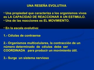 UNA RESEÑA EVOLUTIVA
• Una propiedad que caracteriza a los organismos vivos
es LA CAPACIDAD DE REACCIONAR A UN ESTIMULO.
• Una de las reacciones es EL MOVIMIENTO.
• En la escala evolutiva:
1.- Células de contraerse
2.- Organismos multicelulares, la contracción de un
número determinado de células debe ser
COORDINADA para producir un movimiento útil.
3.- Surge un sistema nervioso
 