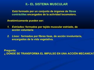 II.- EL SISTEMA MUSCULAR
Está formado por un conjunto de órganos de fibras
contráctiles encargados de la actividad locomotora.
Anatómicamente pueden ser:
1. Estriados: formados por tejido muscular estriado, de
acción voluntaria
2. Lisos:  formados por fibras lisas, de acción involuntaria,
encargados de la vida vegetativa.
Pregunta:
¿ DONDE SE TRANSFORMA EL IMPULSO EN UNA ACCIÓN MECANICA?
 