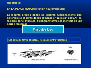 Respuesta:
EN LA PLACA MOTORA: (unión neuromuscular)
Es el punto preciso donde se integran funcionalmente dos
sistemas: es el punto donde el mensaje "químico" del S.N. es
recibido por el músculo, quién transforma ese mensaje en una
acción mecánica
Las célula de forma ahusadas. Núcleo al centro y alargado.
Músculos LisoMúsculos Liso
 