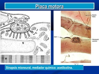 Placa motoraPlaca motora
Sinapsis mioneural, mediador químico: acetilcolina.
 
