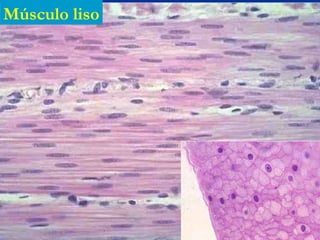 Músculo liso
 