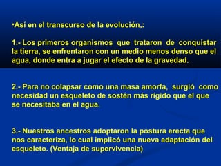 •Así en el transcurso de la evolución,:
1.- Los primeros organismos que trataron de conquistar
la tierra, se enfrentaron con un medio menos denso que el
agua, donde entra a jugar el efecto de la gravedad.
2.- Para no colapsar como una masa amorfa, surgió como
necesidad un esqueleto de sostén más rígido que el que
se necesitaba en el agua.
3.- Nuestros ancestros adoptaron la postura erecta que
nos caracteriza, lo cual implicó una nueva adaptación del
esqueleto. (Ventaja de supervivencia)
 