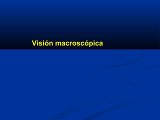 Visión macroscópica
 