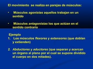 El movimiento se realiza en parejas de músculos:
• Músculos agonistas aquellos trabajan en un
sentido
• Músculos antagonistas los que actúan en el
sentido contrario
Ejemplo
1. Los músculos flexores y extensores (que doblan
y extienden)
2. Abductores y aductores (que separan y acercan
un órgano al plano por el cual se supone dividido
el cuerpo en dos mitades).
 
