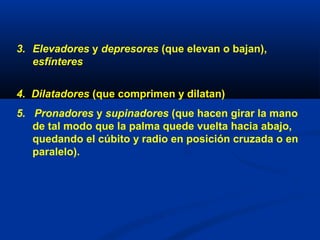 3. Elevadores y depresores (que elevan o bajan),
esfínteres
4. Dilatadores (que comprimen y dilatan)
5. Pronadores y supinadores (que hacen girar la mano
de tal modo que la palma quede vuelta hacia abajo,
quedando el cúbito y radio en posición cruzada o en
paralelo).
 