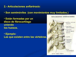 2.- Articulaciones anfiartrosis:
• Son semimóviles (con movimientos muy limitados.)
• Están formadas por un
disco de fibrocartílago
uniendo
los huesos.
• Ejemplo:
Las que existen entre las vértebras.
 