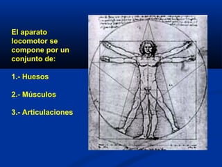 El aparato
locomotor se
compone por un
conjunto de:
1.- Huesos
2.- Músculos
3.- Articulaciones
 