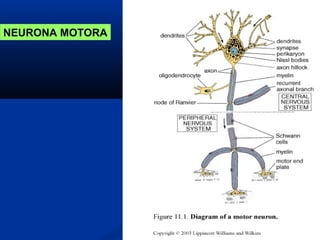 NEURONA MOTORA
 