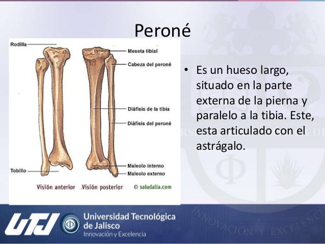 Sistema Óseo