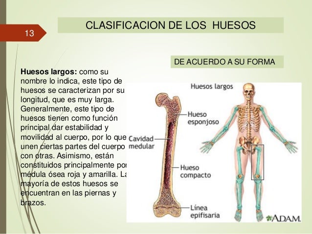 Huesos