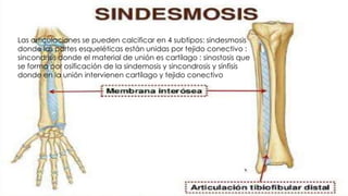 Las articulaciones se pueden calcificar en 4 subtipos: sindesmosis
donde las partes esqueléticas están unidas por tejido c...