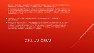 CELULAS OSEAS
 Existen 5 tipos de células Oseas: las células osteoprogenitoras, los osteoblastos, los
osteocitos, las cél...