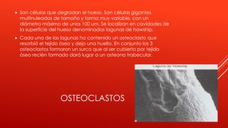 OSTEOCLASTOS
 Son células que degradan el hueso. Son células gigantes
multinuleadas de tamaño y forma muy variable, con u...