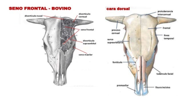 Planos del Animal, Estructura Osea y Nombres de Huesos