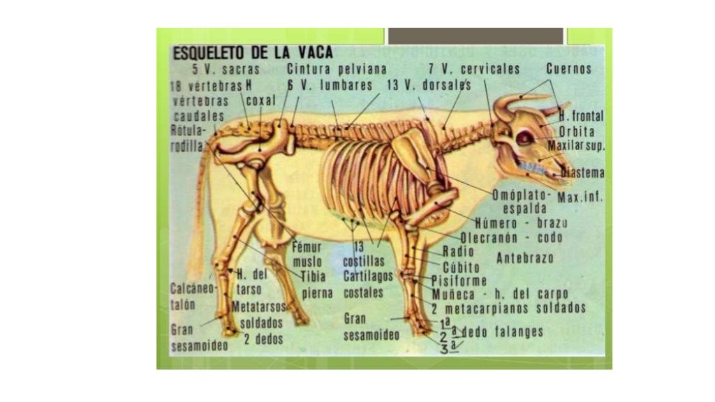 Esqueleto De Vaca Y Sus Partes