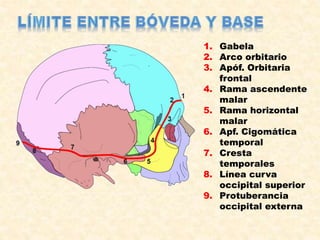 1. Gabela
2. Arco orbitario
3. Apóf. Orbitaria
frontal
4. Rama ascendente
malar
5. Rama horizontal
malar
6. Apf. Cigomática
temporal
7. Cresta
temporales
8. Línea curva
occipital superior
9. Protuberancia
occipital externa
 