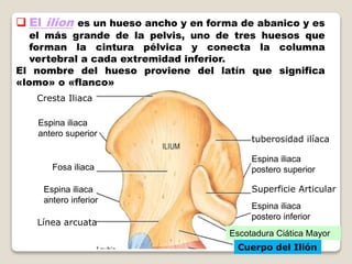  El ilion es un hueso ancho y en forma de abanico y es
el más grande de la pelvis, uno de tres huesos que
forman la cintura pélvica y conecta la columna
vertebral a cada extremidad inferior.
El nombre del hueso proviene del latín que significa
«lomo» o «flanco»
Espina iliaca
antero superior
Fosa iliaca
Espina iliaca
antero inferior
Línea arcuata
tuberosidad ilíaca
Espina iliaca
postero superior
Espina iliaca
postero inferior
Cresta Iliaca
Superficie Articular
Escotadura Ciática Mayor
Cuerpo del Ilión
 