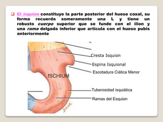  El isquion constituye la parte posterior del hueso coxal, su
forma recuerda someramente una L y tiene un
robusto cuerpo superior que se funde con el ilion y
una rama delgada inferior que articula con el hueso pubis
anteriormente
Cresta Isquion
Espina Isquional
Escotadura Ciática Menor
Tuberosidad isquiática
Ramas del Esquion
 