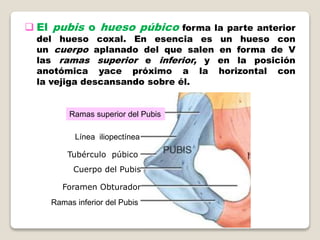  El pubis o hueso púbico forma la parte anterior
del hueso coxal. En esencia es un hueso con
un cuerpo aplanado del que salen en forma de V
las ramas superior e inferior, y en la posición
anotómica yace próximo a la horizontal con
la vejiga descansando sobre él.
Ramas superior del Pubis
Línea iliopectínea
Cuerpo del Pubis
Foramen Obturador
Tubérculo púbico
Ramas inferior del Pubis
 