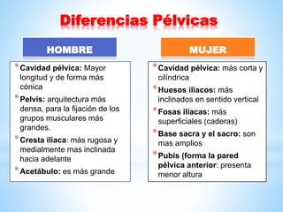 HOMBRE
*Cavidad pélvica: Mayor
longitud y de forma más
cónica
*Pelvis: arquitectura más
densa, para la fijación de los
grupos musculares más
grandes.
*Cresta iliaca: más rugosa y
medialmente mas inclinada
hacia adelante
*Acetábulo: es más grande
MUJER
*Cavidad pélvica: más corta y
cilíndrica
*Huesos iliacos: más
inclinados en sentido vertical
*Fosas ilíacas: más
superficiales (caderas)
*Base sacra y el sacro: son
mas amplios
*Pubis (forma la pared
pélvica anterior: presenta
menor altura
Diferencias Pélvicas
 