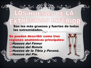 Son los más gruesos y fuertes de todas
las extremidades.
Se pueden describir como tres
regiones anatómicas principales:
Huesos del Fémur
Huesos del Rotula
Huesos de la Tibia y Peroné.
Huesos del Pie.
 
