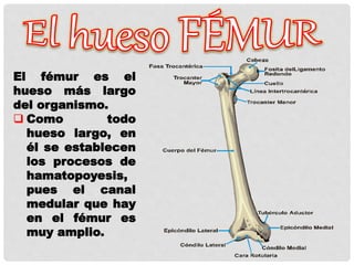 El fémur es el
hueso más largo
del organismo.
 Como todo
hueso largo, en
él se establecen
los procesos de
hamatopoyesis,
pues el canal
medular que hay
en el fémur es
muy amplio.
 