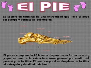 El pie se compone de 26 huesos dispuestos en forma de arco,
y que se unen a la estructura ósea general por medio del
peroné y de la tibia. El peso corporal se desplaza de la tibia
al astrágalo y de allí al calcáneo.
Es la porción terminal de una extremidad que lleva el peso
del cuerpo y permite la locomoción.
 