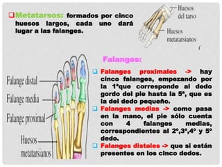 Metatarsos: formados por cinco
huesos largos, cada uno dará
lugar a las falanges.
 Falanges proximales -> hay
cinco falanges, empezando por
la 1ªque corresponde al dedo
gordo del pie hasta la 5ª, que es
la del dedo pequeño.
 Falanges medias -> como pasa
en la mano, el pie sólo cuenta
con 4 falanges medias,
correspondientes al 2º,3º,4º y 5º
dedo.
 Falanges distales -> que si están
presentes en los cinco dedos.
Falanges:
 