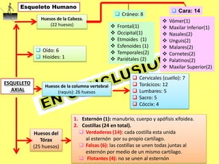 ESQUELETO
AXIAL
Huesos de la Cabeza.
(22 huesos)
 Cervicales (cuello): 7
 Torácicos: 12
 Lumbares: 5
 Sacro: 5
 Cóccix: 4
1. Esternón (1): manubrio, cuerpo y apófisis xifoidea.
2. Costillas (24 en total).
 Oído: 6
 Hioides: 1
Huesos de la columna vertebral
(raquis): 26 huesos
Huesos del
Tórax
(25 huesos)
Esqueleto Humano
 Frontal(1)
 Occipital(1)
 Etmoides (1)
 Esfenoides (1)
 Temporales(2)
 Pariétales (2)
 Cráneo: 8
 Verdaderas (14): cada costilla esta unida
al esternón por su propio cartílago.
 Falsas (6): las costillas se unen todas juntas al
esternón por medio de un mismo cartílago.
 Flotantes (4): no se unen al esternón
 Vómer(1)
 Maxilar Inferior(1)
 Nasales(2)
 Unguis(2)
 Malares(2)
 Cornetes(2)
 Palatinos(2)
 Maxilar Superior(2)
 Cara: 14
 