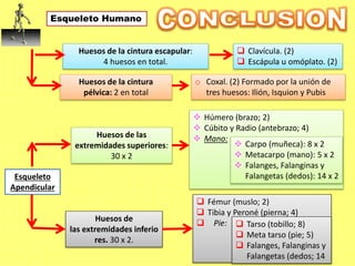 Esqueleto Humano
Esqueleto
Apendicular
Huesos de la cintura escapular:
4 huesos en total.
 Clavícula. (2)
 Escápula u omóplato. (2)
Huesos de las
extremidades superiores:
30 x 2
 Húmero (brazo; 2)
 Cúbito y Radio (antebrazo; 4)
 Mano:
Huesos de la cintura
pélvica: 2 en total
o Coxal. (2) Formado por la unión de
tres huesos: Ilión, Isquion y Pubis
Huesos de
las extremidades inferio
res. 30 x 2.
 Fémur (muslo; 2)
 Tibia y Peroné (pierna; 4)
 Pie:  Tarso (tobillo; 8)
 Meta tarso (pie; 5)
 Falanges, Falanginas y
Falangetas (dedos; 14
 Carpo (muñeca): 8 x 2
 Metacarpo (mano): 5 x 2
 Falanges, Falanginas y
Falangetas (dedos): 14 x 2
 