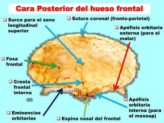 Cara Posterior del hueso frontal
 Apófisis orbitaria
externa (para el
malar)
 Eminencias
orbitarias
 Cresta
frontal
interna
 Surco para el seno
longitudinal
superior
 Fosa
frontal
 Sutura coronal (fronto-parietal)
 Espina nasal del frontal
 Apófisis
orbitaria
interna (para
el maxsup)
 