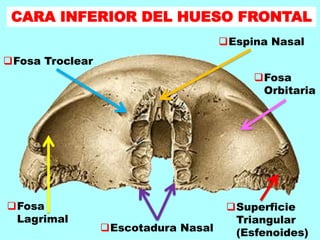CARA INFERIOR DEL HUESO FRONTAL
Espina Nasal
Fosa Troclear
Fosa
Lagrimal
Escotadura Nasal
Fosa
Orbitaria
Superficie
Triangular
(Esfenoides)
 