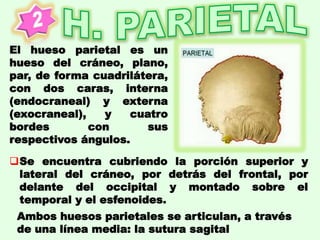 El hueso parietal es un
hueso del cráneo, plano,
par, de forma cuadrilátera,
con dos caras, interna
(endocraneal) y externa
(exocraneal), y cuatro
bordes con sus
respectivos ángulos.
Se encuentra cubriendo la porción superior y
lateral del cráneo, por detrás del frontal, por
delante del occipital y montado sobre el
temporal y el esfenoides.
Ambos huesos parietales se articulan, a través
de una línea media: la sutura sagital
 