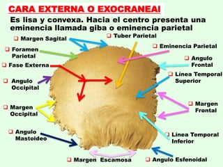 Es lisa y convexa. Hacia el centro presenta una
eminencia llamada giba o eminencia parietal
CARA EXTERNA O EXOCRANEAl
 Margen Sagital
 Foramen
Parietal
 Fase Externa
 Angulo
Occipital
 Angulo
Mastoideo
 Margen
Occipital
 Angulo Esfenoidal Margen Escamosa
 Angulo
Frontal
 Margen
Frontal
 Línea Temporal
Inferior
 Línea Temporal
Superior
 Tuber Parietal
 Eminencia Parietal
 