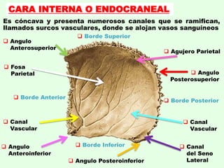 Es cóncava y presenta numerosos canales que se ramifican,
llamados surcos vasculares, donde se alojan vasos sanguíneos
CARA INTERNA O ENDOCRANEAL
 Fosa
Parietal
 Agujero Parietal
 Canal
Vascular
 Canal
del Seno
Lateral
 Angulo
Posterosuperior
 Angulo
Anterosuperior
 Angulo
Anteroinferior
 Angulo Posteroinferior
 Canal
Vascular
 Borde Superior
 Borde Inferior
 Borde Posterior
 Borde Anterior
 
